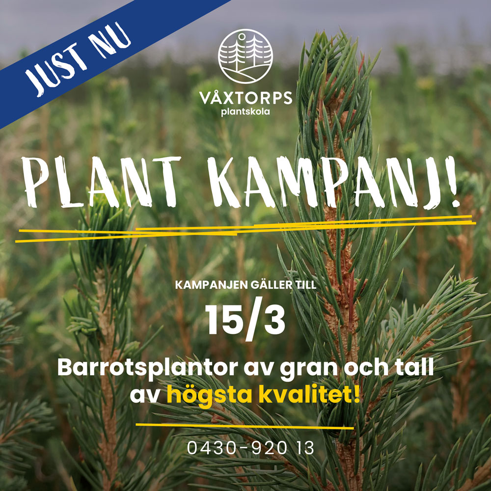 Kampanj på Barrotsplantor av gran och tall!